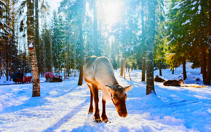 Rentierschlitten bei Rovaniemi in Lappland, Finnland