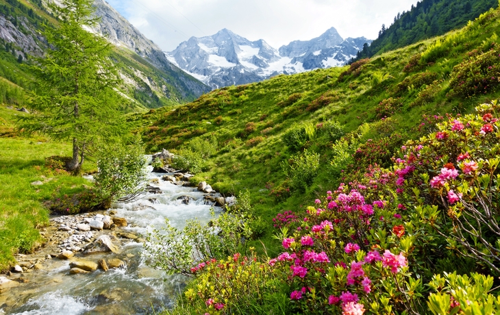 Alpenrosen am Hochgebirgsbach